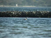 Witbuikrotgans [Branta hrota]